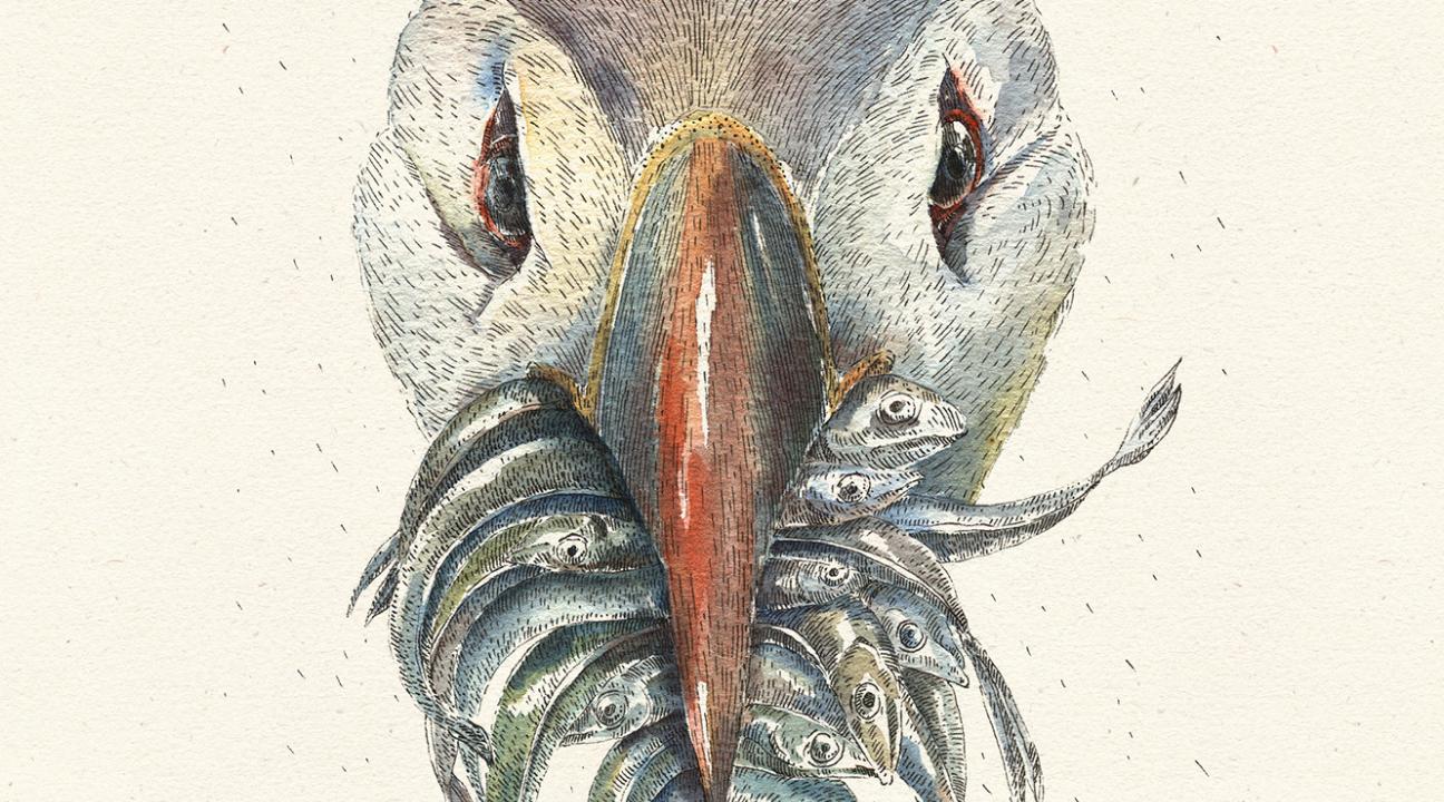 animal drawings inspiration - THE ATLANTIC PUFFIN (with a mouthful of anchovies) by Laimutė Varkalaitė