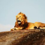 fearless lion in serengeti national park